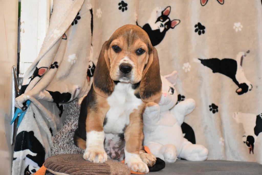 Des Canailles Du Petit Blandy - Chiot disponible  - Beagle