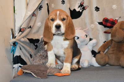 Des Canailles Du Petit Blandy - Beagle - Portée née le 08/07/2024